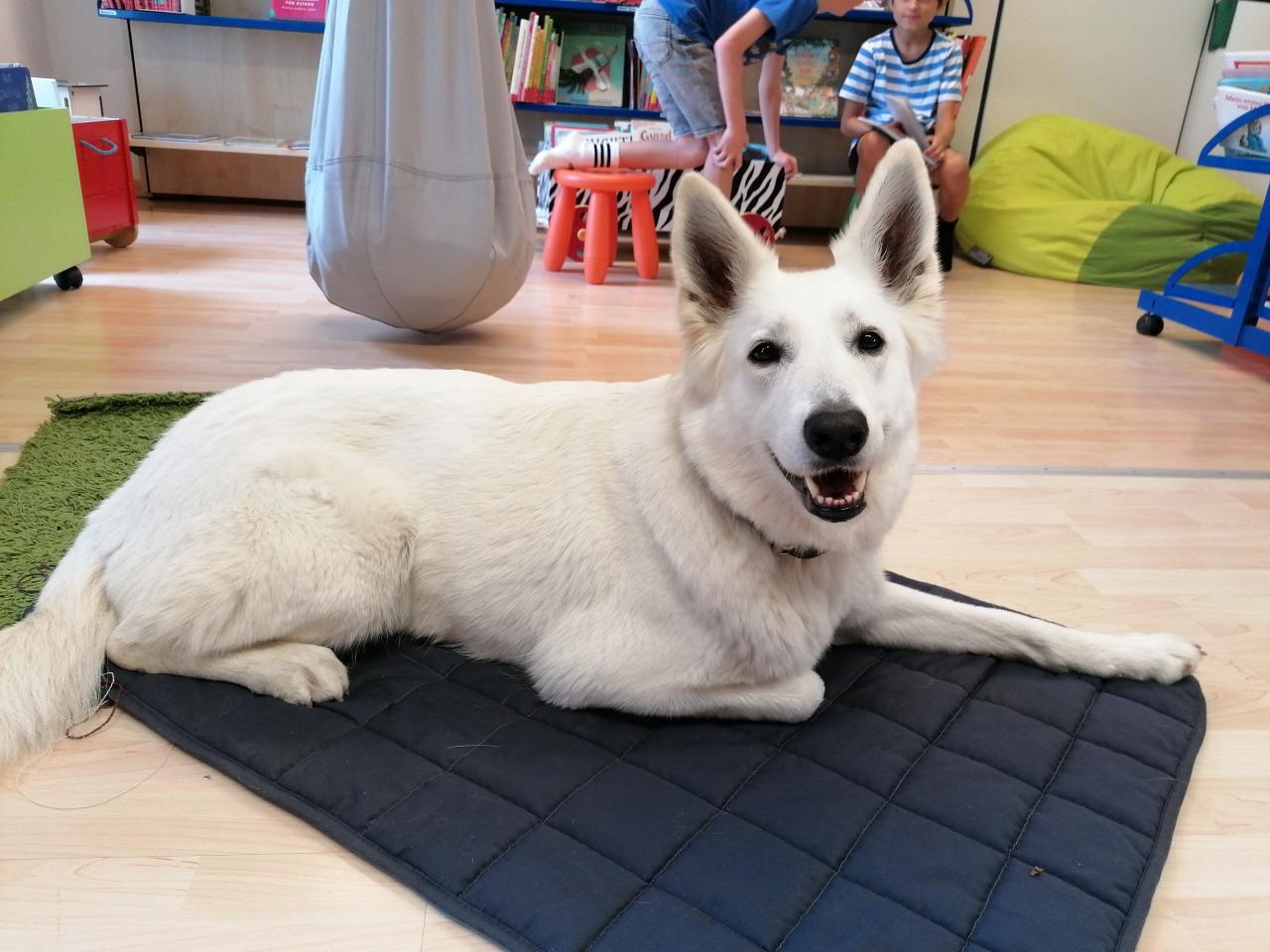 Vorlesehund