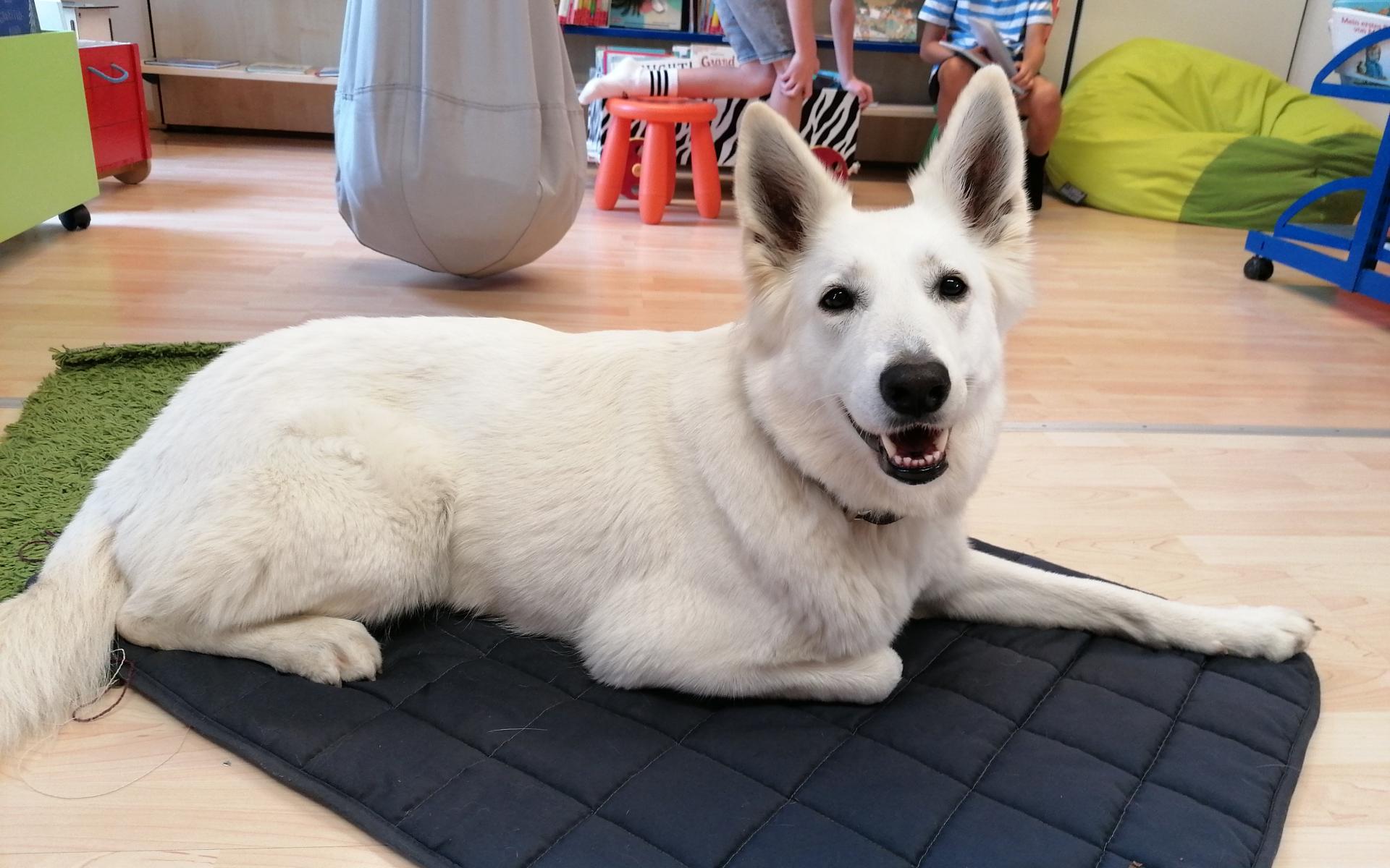 Vorlesehund
