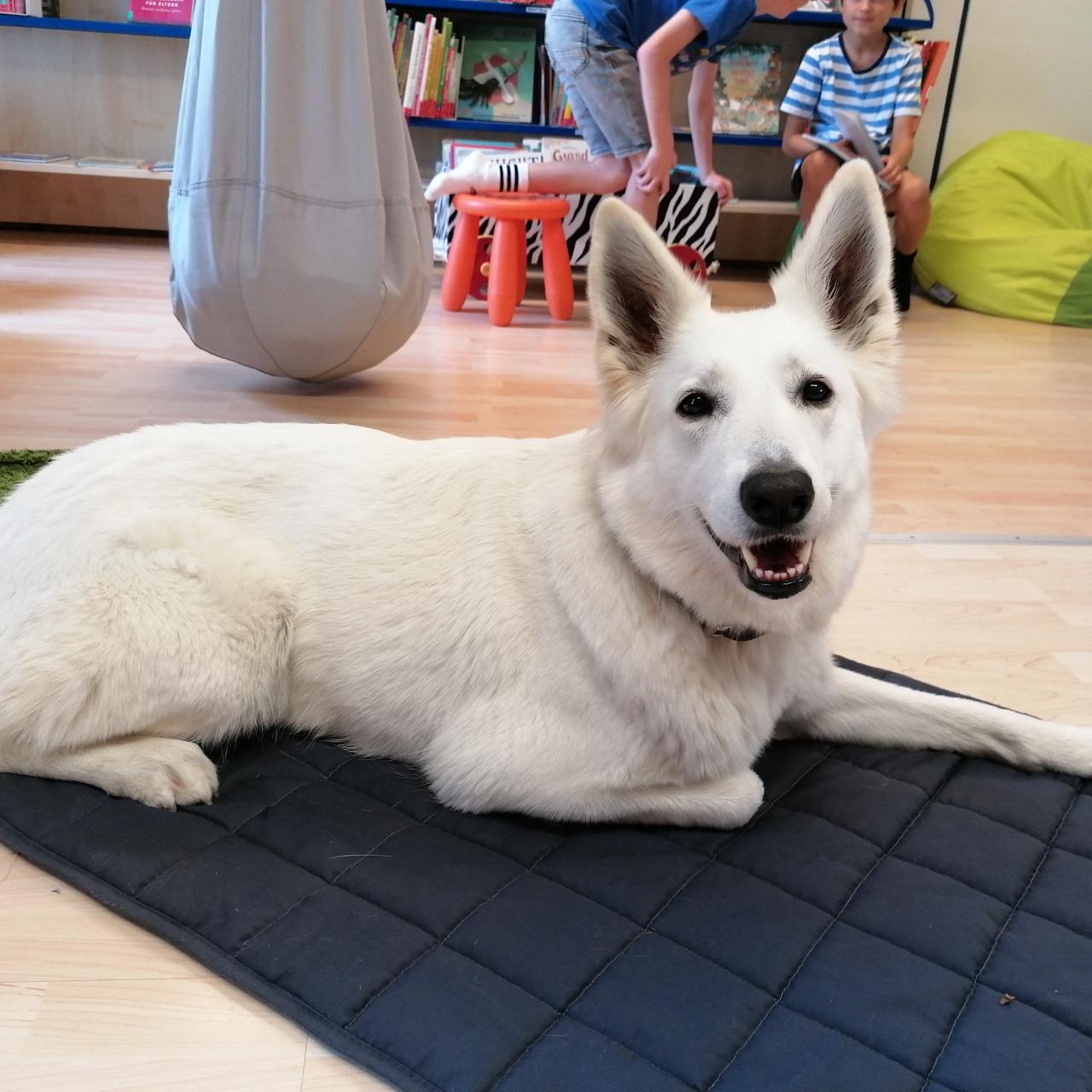 Vorlesehund